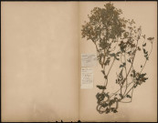 Chaerophyllum Sylvestre, plante prélevée à [Lieu inconnu], [1888-1889]