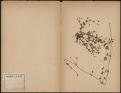 Potentilla Mixta (Nolte. ap. Rchb. ex.) P. Tormentilla var. Mixta (Coss. et Germ. Fl), prélevée à Eu (Seine-Maritime, France), dans la forêt, 18 juin 1889