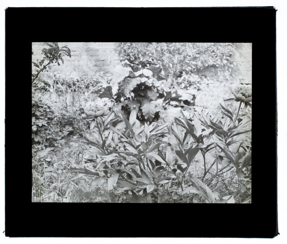 Fleurs jardin Vulfran-Warmé 89 - mai 1907