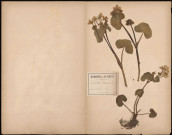 Caltha palustris, plante prélevée à Dreuil (Somme, France), dans les marais, 18 mai 1888