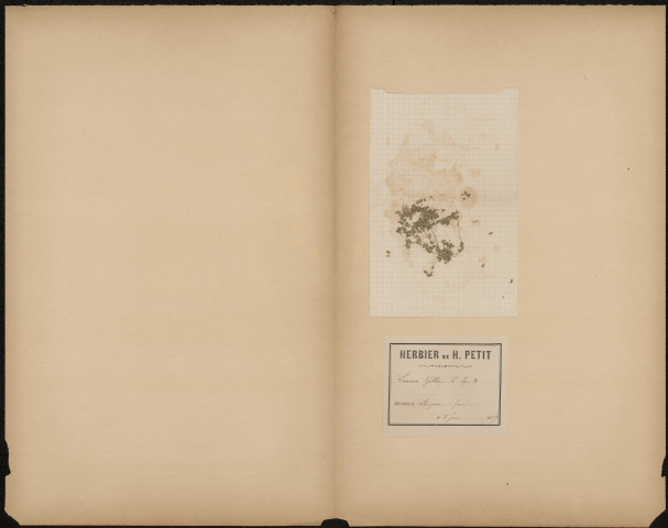 Lemna Gibla, plante prélevée à Longueau (Somme, France), dans des fossés, 8 juin 1889