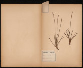 Armeria Maritima , plante prélevée à Saint-Valery-sur-Somme (Somme, France), n.c., 16 juillet 1888
