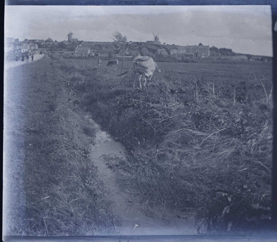 Campagne dans les environs du Crotoy (Somme). A l'horizon, se dessine la silouhette de deux moulins à vent