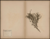 Potentilla Argentea L.Sp. Quintefeuille argenté, plante prélevée à Athies (Somme, France), près du Calvaire, 16 juin 1888