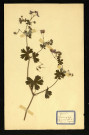 Géranium molle L. (Géranium mou), famille des Géraniées, plante prélevée à Dromesnil (Chemin), 11 mai 1938