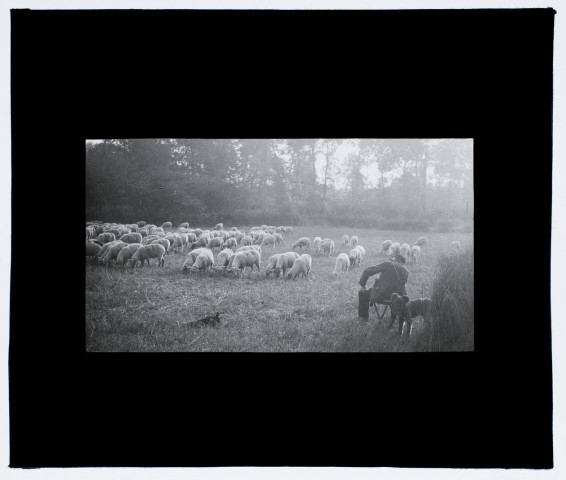 Moutons route de Conty - mai 1913