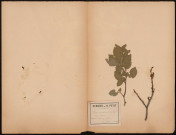 Prunus Domestica (L.Sp.) Vulg. Prunier, plante prélevée à Amiens (Somme, France), dans les jardins, 5 mai 18889