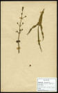 Sagittaria Sagittifolia, famille des Alismacées, plante prélevée à Longueau (Somme, France), zone de récolte non précisée, en août 1969