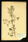 Fumaria Officinalis L (Fumeterre officinale), famille des Fumariacées, plante prélevée à , 28 juin 1938