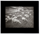 Moutons à Frettemeulle