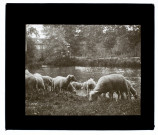 Troupeau de moutons à Plachy - août 1909