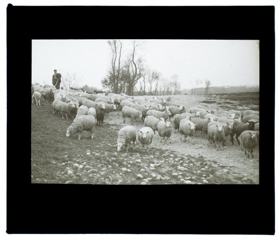 Moutons à Saint-Valery - mai 1907