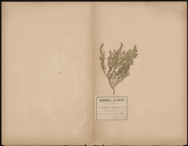 Alyssum Calyeinum, Corbeille d'or, plante prélevée à Amiens (Somme, France), au Faubourg Saint-Pierre, 23 juin 1888