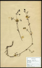 Galium palustre, Gaillet des marais ou Gaillet palustre, famille des Rubiancées, plante prélevée à Grandvilliers (Oise, France), zone de récolte non précisée, en juin 1969
