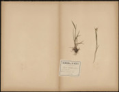 Luzula Multiflora, plante prélevée à Querrieux (Somme, France), dans le bois, 6 mai 1889