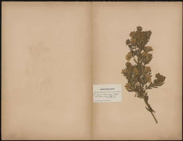 Genista Linofolia Limé ; Cytisus linifolius Lamarck ; Teline linifolia Webbel, plante prélevée à Hyères (Var, Somme), sur l'Ile de Porquerolles, 24 avril 1889
