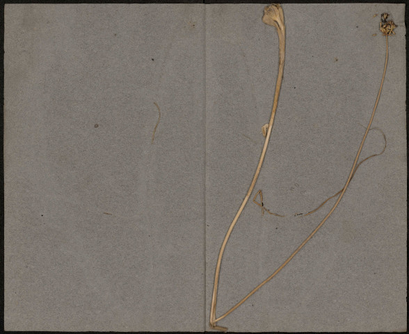 Ficaria Ranunculoïdes, plante prélevée à Amiens (Somme, France), sur les bords de la Somme, mai 1885