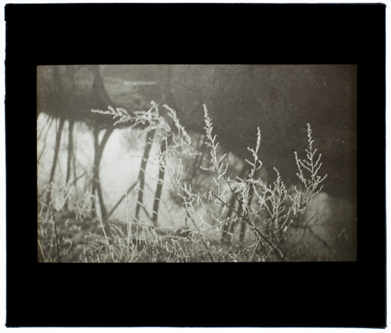 Marais de Rivery - Effet de givre - janvier 1932