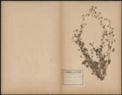 Geranium Columbinum (L. Sp.), plante prélevée à Athies (Somme, France), 30 juin 1888