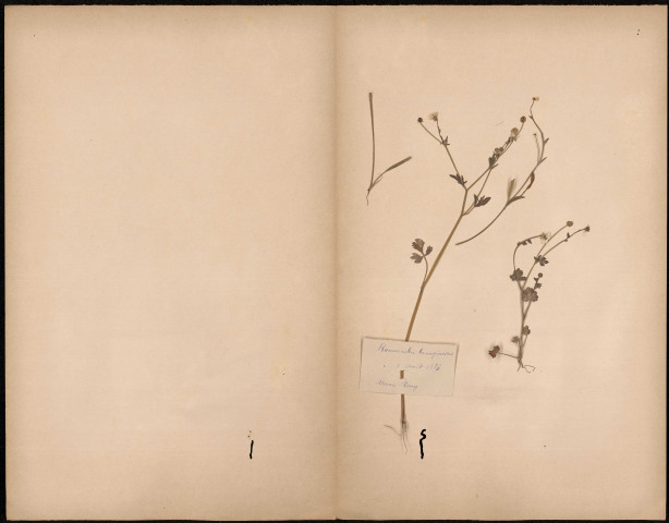 Ranunculus Lanaginosus, plante prélevée dans le marais Rouy, 1 août 1886