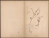 Ranunculus Lanaginosus, plante prélevée dans le marais Rouy, 1 août 1886