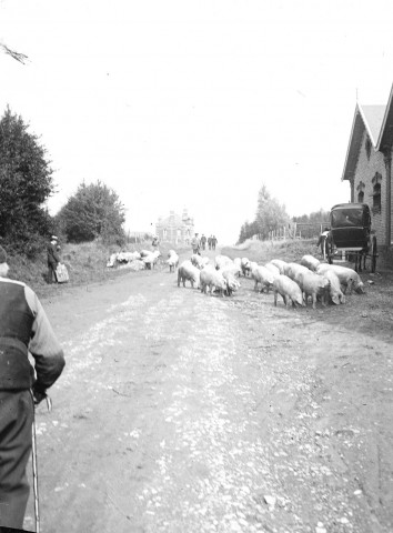 Un troupeau de cochons sur une route