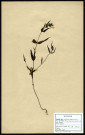 Melampyrum Pratense, famille des Scrofulariacées, plante prélevée à Sorrus (Pas-de-Calais), zone de récolte non précisée, en juin 1969