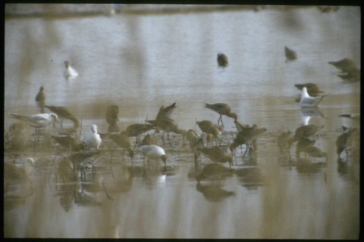 Barges et mouettes