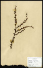 Larix Europaea DC, famille des Abietinées, plante prélevée à Eu (Seine-Maritime, France), zone de récolte non précisée, en mars 1969