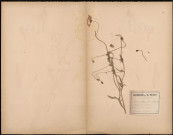 Papaver Rhoeas, variété Strigosum, plante prélevée à les environs d'Amiens (Somme, France), Legit : M. Gonse, 20 juin 1888