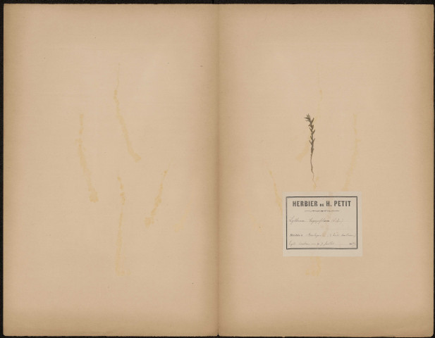 Lythrum Hysopifolia (L.Sp.), Legit Dacheux, plante prélevée à Boulogne-sur-Mer (Pas-de-Calais, France), vient de l'Herbier Hautecoeur, 9 juillet 1889