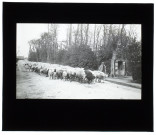 Moutons à Lanchères