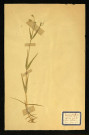 Silene nutans (Silène penché), famille des Caryophyllacées, plante prélevée à Dromesnil (Bois), 20 juin 1938