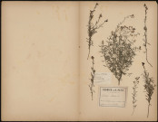 Linaria Striata, plante prélevée à Ailly-sur-Somme (Somme, France) et à Picquigny (Somme, France), en sortant du village par le chemin qui mène au bois (Ailly-sur-Somme) et à Picquigny, septembre 1887 - 28 juillet 1888