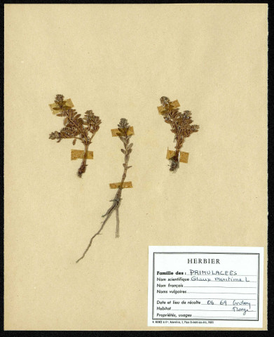 Glaux Maritima, famille des Primulacées, plante prélevée au Crotoy (Somme, France), près de La Maye, en juin 1969