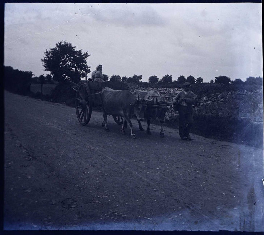 Passage d'une charrette tirée par des bœufs dans les environs du Crotoy (Somme)