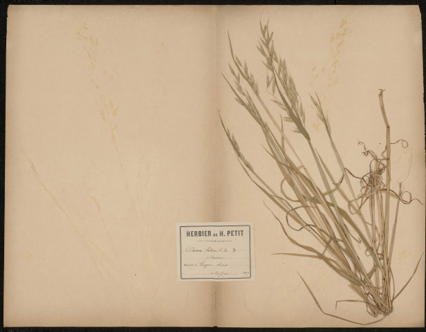 Avena Sativa - Avoine, plante prélevée à Longueau (Somme, France), dans les champs, 20 juin 1889