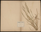Avena Sativa - Avoine, plante prélevée à Longueau (Somme, France), dans les champs, 20 juin 1889