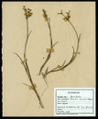 Juncus Supinus Moench , famille des Joncacées, plante prélevée à Sorrus (Pas-de-Calais), zone de récolte non précisée, en juin 1969