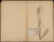 Deschampsia flexuosa, plante prélevée à Saint-Valery-sur-Somme (Somme, France), au bois du Cap Hornu, 16 juillet 1889