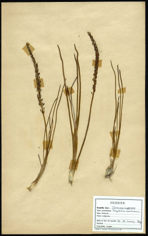 Triglochin Maritima, famille des oncaginacées, plante prélevée au Crotoy (Somme, France), près de La Maye, en juin 1969