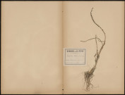 Triglochin Palustre (Legit P. Dubois), plante prélevée à Saint-Quentin-en-Tourmont (Somme, France), n.c., 4 août 1889