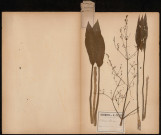 Alisma Plantago, plante prélevée à Amiens (Somme, France), sur les bords de la Somme, 6 juillet 1888