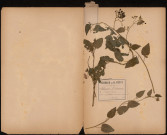Solanum Dulcamara - Douce Amère, plante prélevée à Athies (Somme, France), sur le coteau boisé dit le Rempart, 10 juin 1888