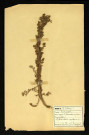 Matricaria inodora L (Matricaire inodore), famille des Composées, plante prélevée à Dromesnil, 4 juin 1938