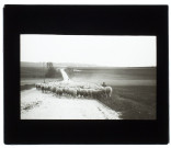 Troupeau de moutons route de Saint-Fuscien - 1905