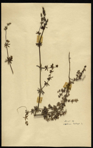 Gallium Mollugo, famille non identifée, plante prélevée [à localiser], zone de récolte non précisée, en mai 1969