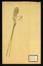 Dactylis glomerata L (Dactyle agglomère C), famille des Cucurbitacées Graminées, plante prélevée à Dromesnil (Pré), 4 juin 1938