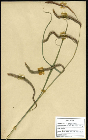 Carex maxima Scop., famille des Cyperacées, plante prélevée à Cottenchy (Somme, France), au Paraclet, en juin 1969