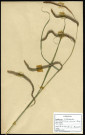 Carex maxima Scop., famille des Cyperacées, plante prélevée à Cottenchy (Somme, France), au Paraclet, en juin 1969